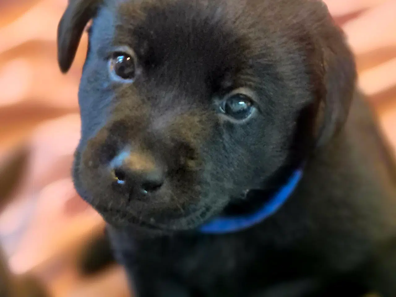 Billede 2 - Sunde, sociale labradorhvalpe i sort og brun 🐶