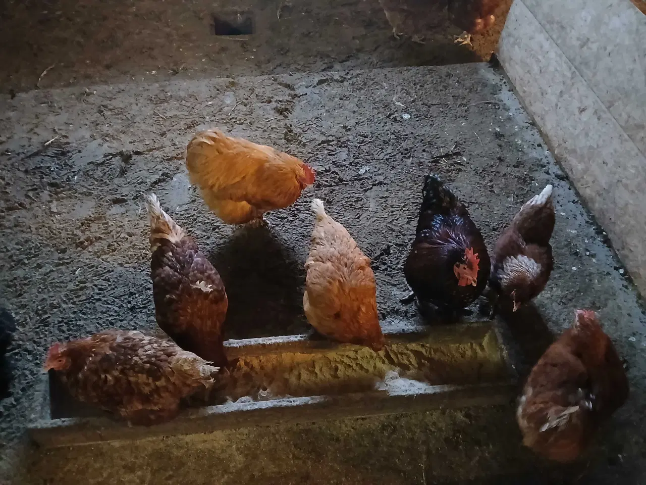 Billede 1 - Høns og haner