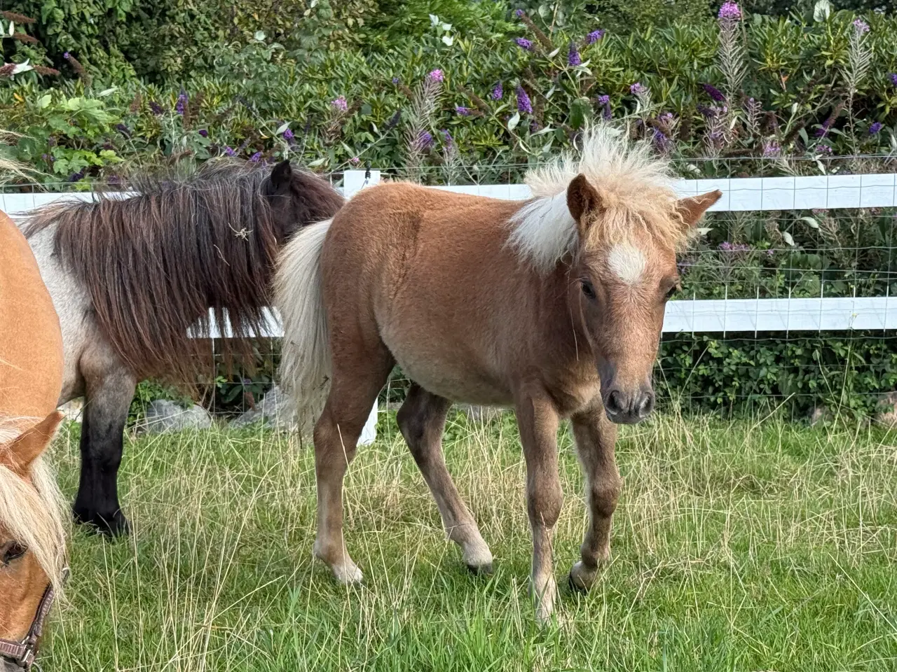 Billede 8 - Skøn mini pony 