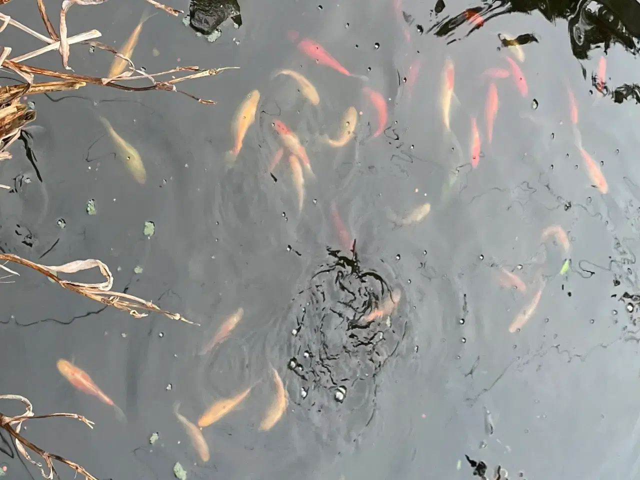 Billede 1 - Guldfisk kan afhentes