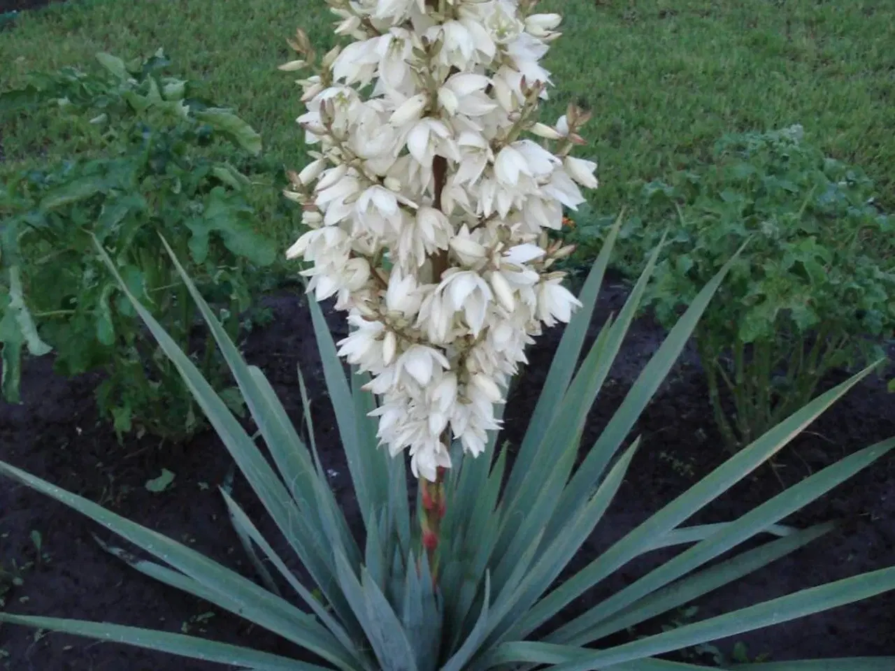 Billede 1 - Yucca filamentosa 