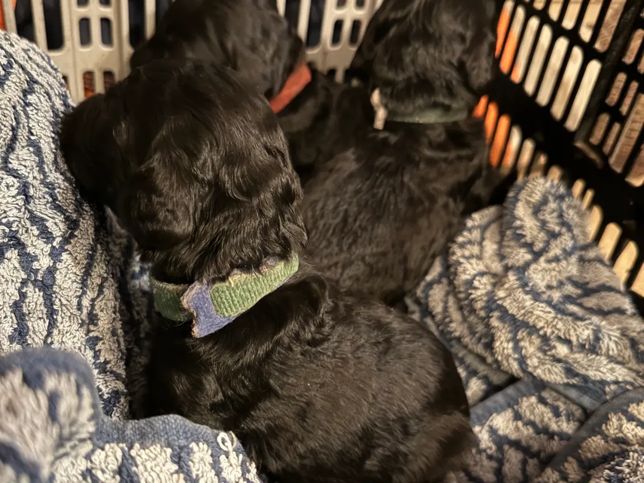Billede 3 - Cockerdoodle / Cockapoo / Cockerpoo / Doodle hvalp