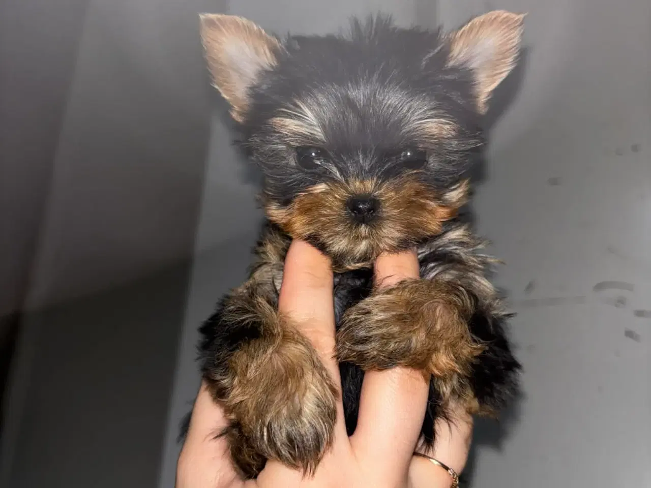 Billede 2 - 2 girls and 2 boys