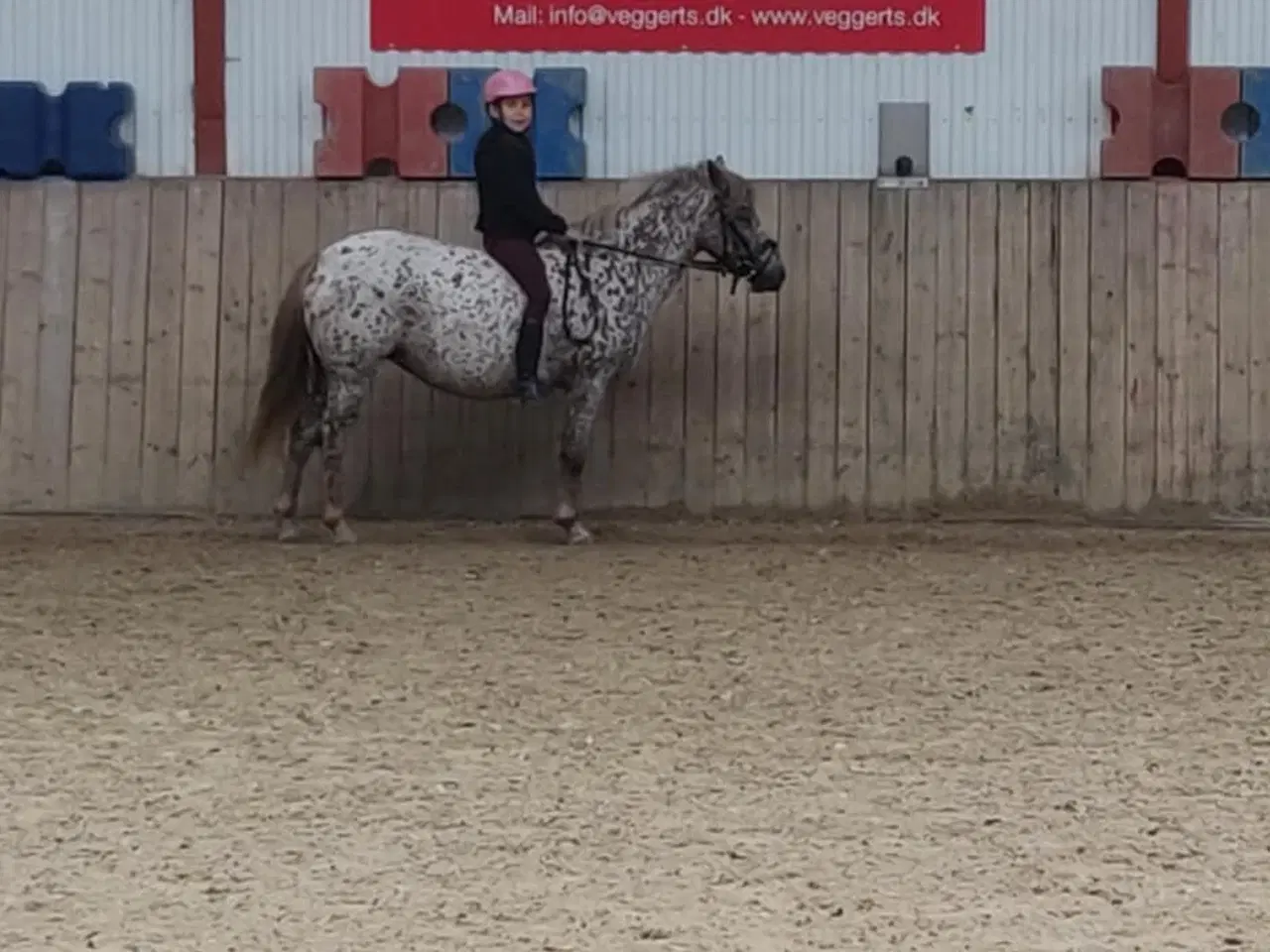 Billede 6 - 3èr pony hoppe