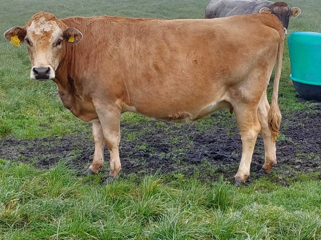 Billede 2 - Simmentalerkrydsning