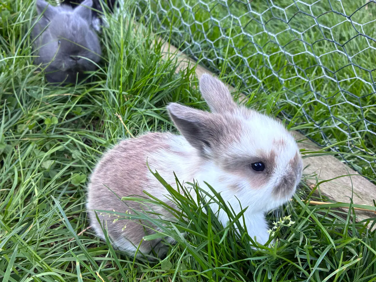 Billede 1 - Dværgvædder/dværgkaniner sælges