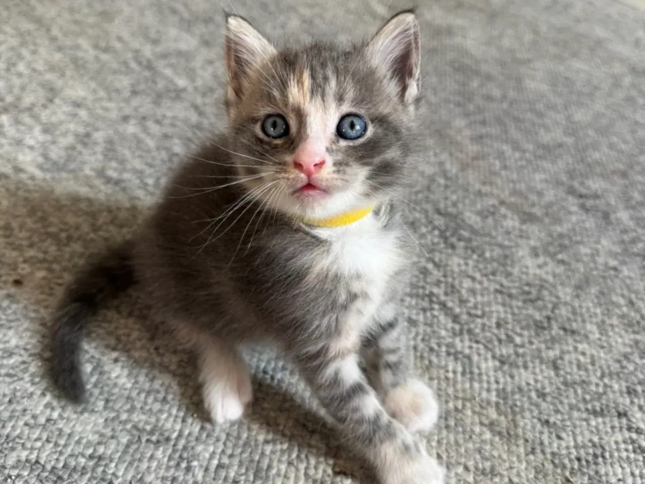 Billede 4 - Maine Coon blandings killinger sælges