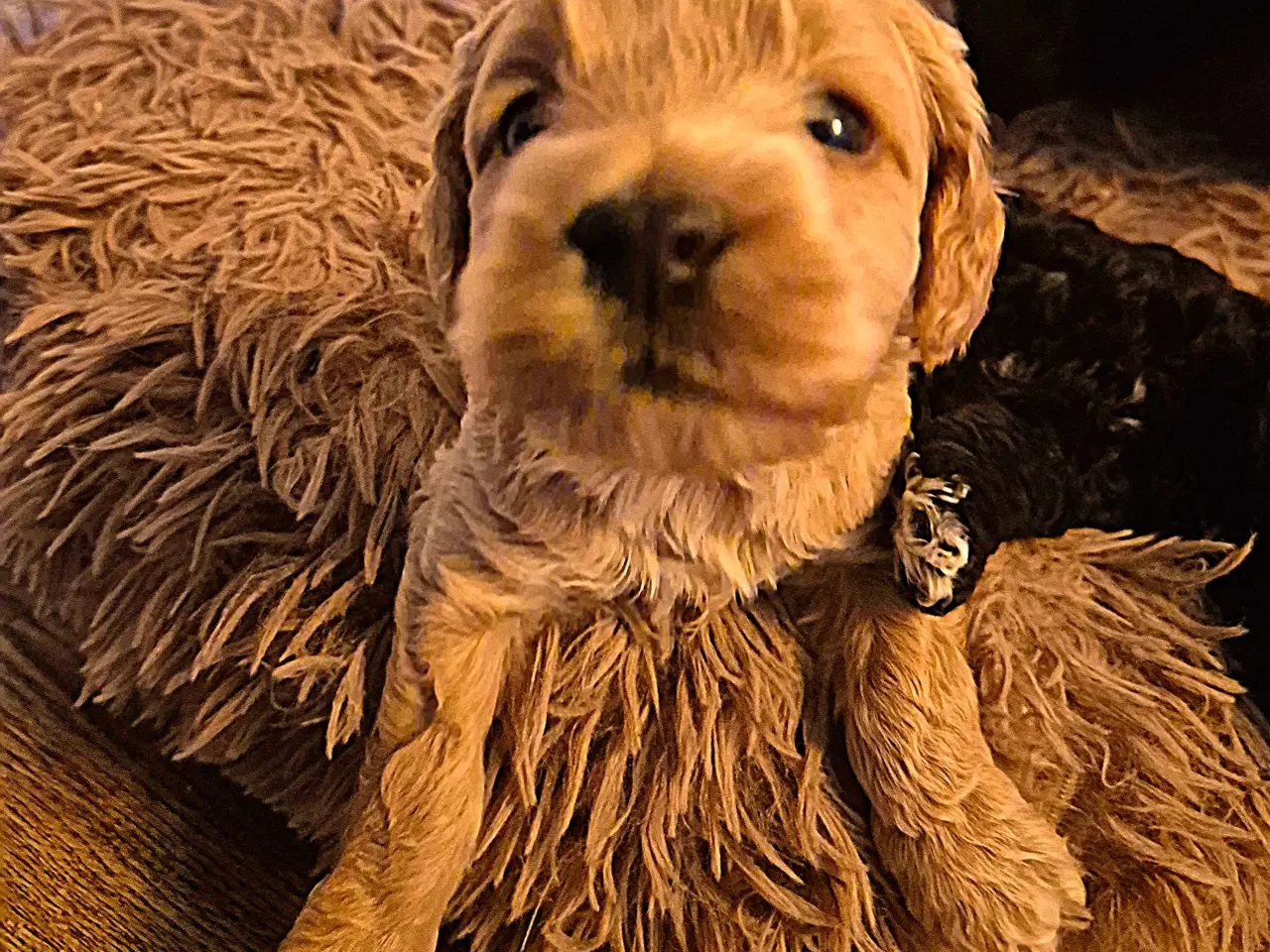 Billede 2 - Uimodstålige søde Mine cockapoo 