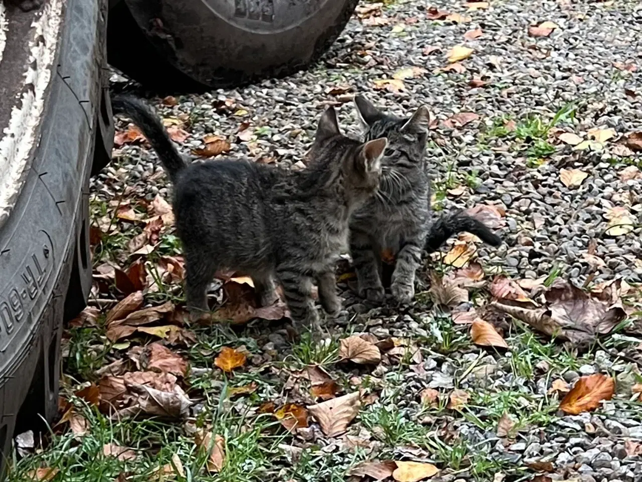 Billede 7 - To han killinger