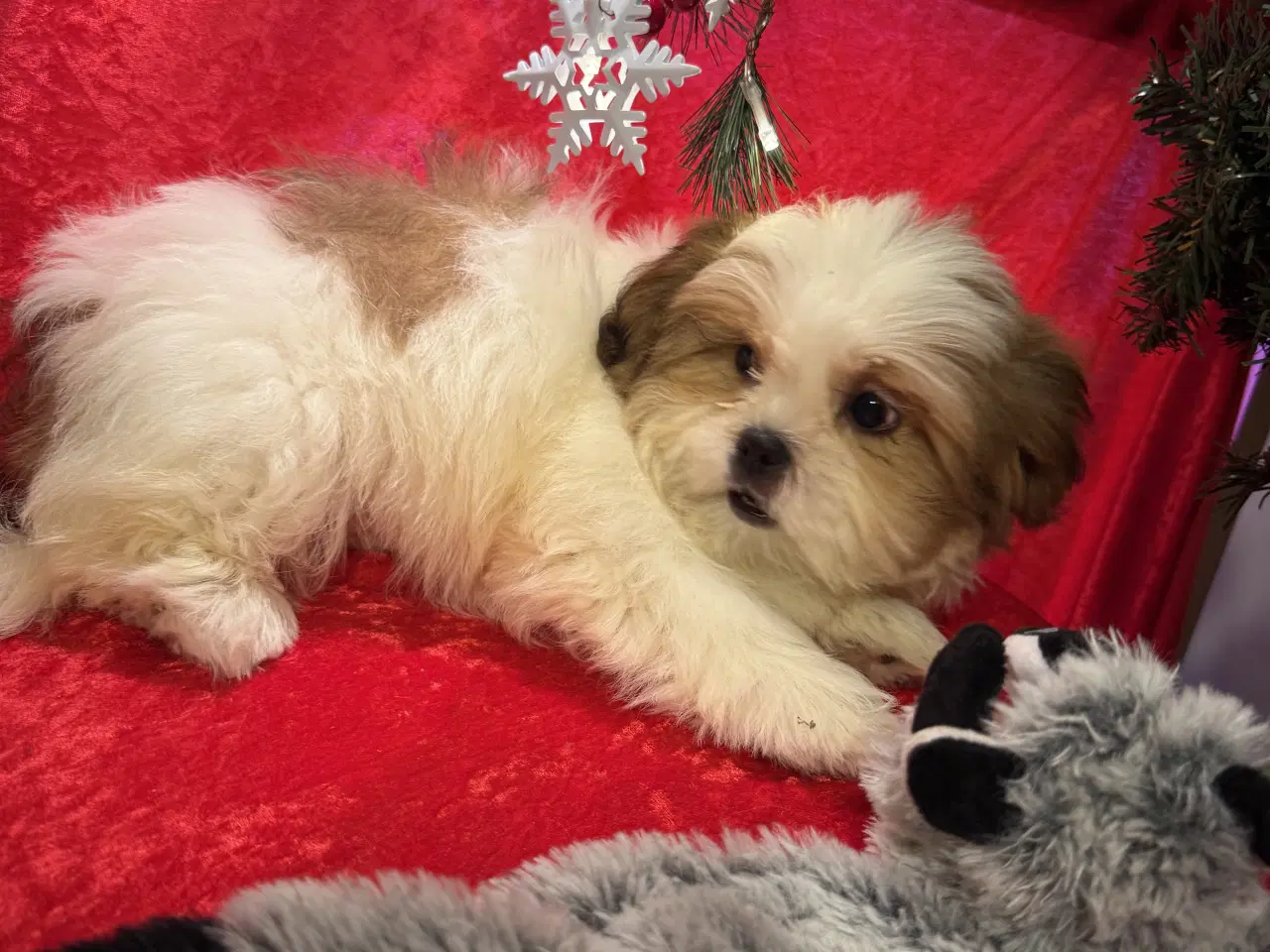 Billede 16 - Shih tzu-mor/ Coton de Tulear-far