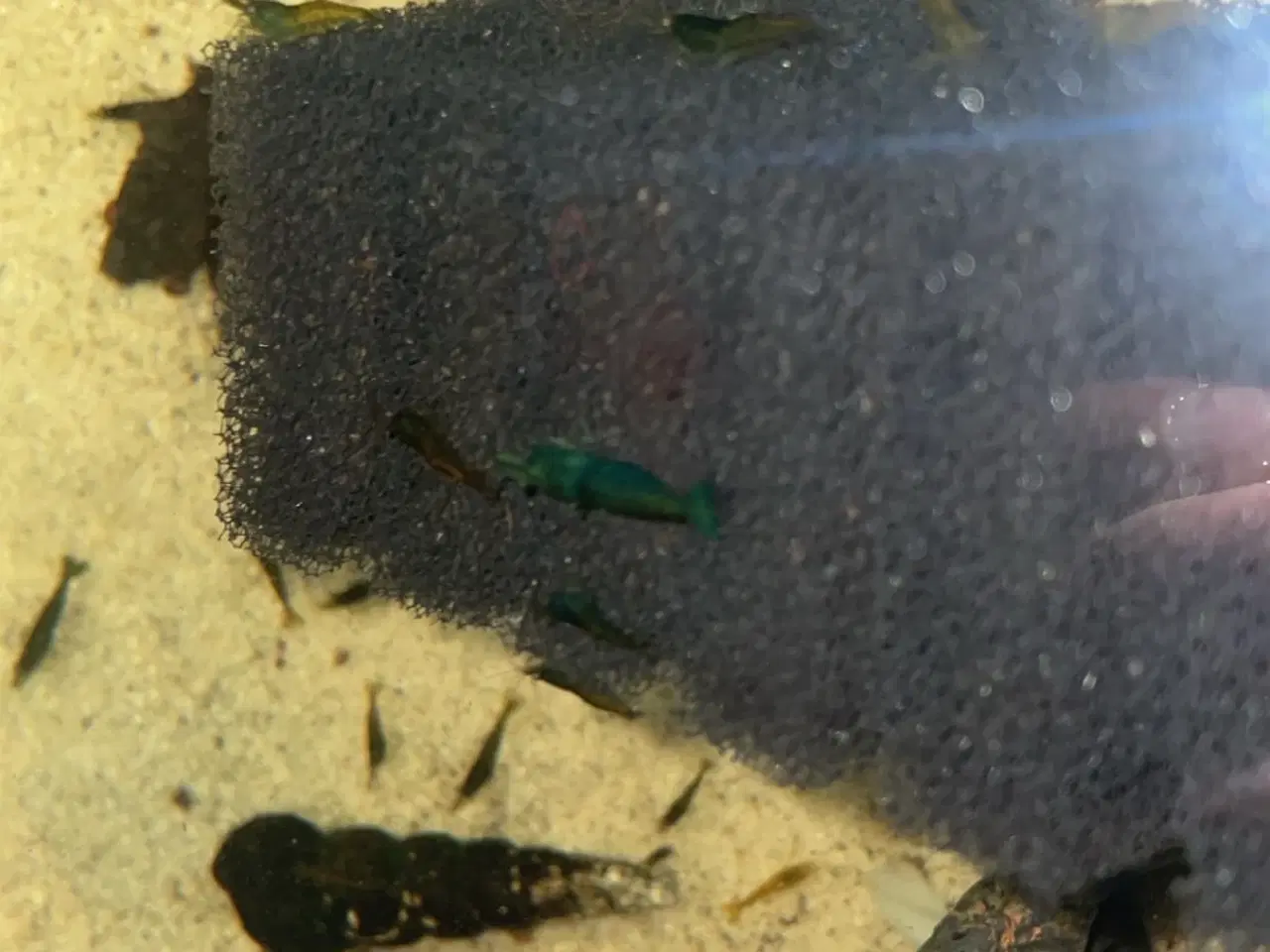 Billede 4 - Rejer Til Akvarie.