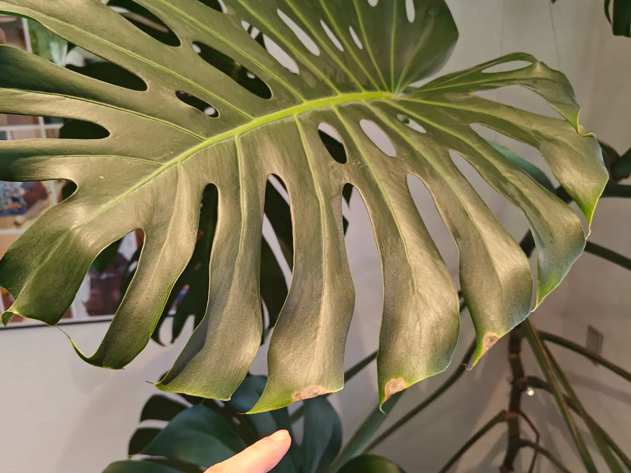 Billede 3 - Monstera / fingerphilodendron