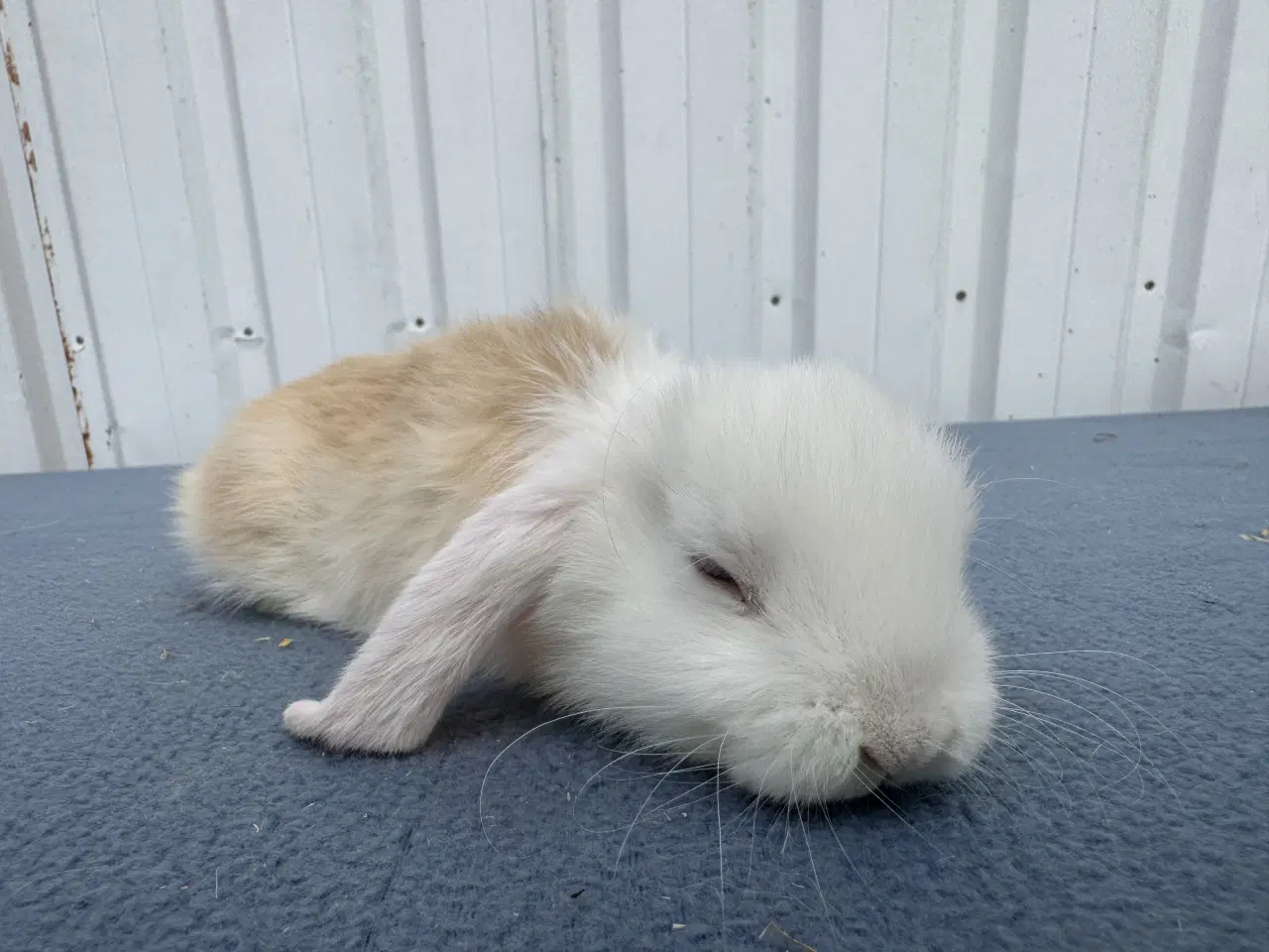 Billede 7 - Dværgvædder hunkanin