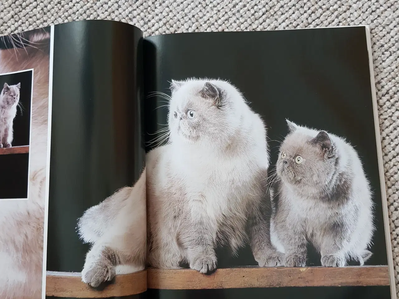 Billede 2 - Katte opslagsværk - Cat encyclopedia Volume 3