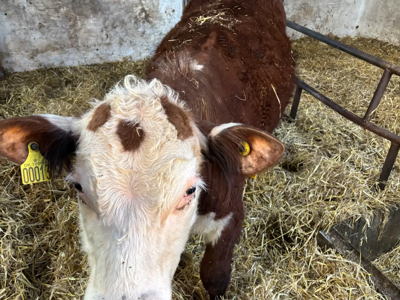 Billede 1 - Hereford tyr 