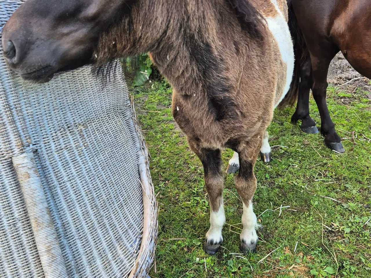 Billede 3 - Shetlænder Hingst