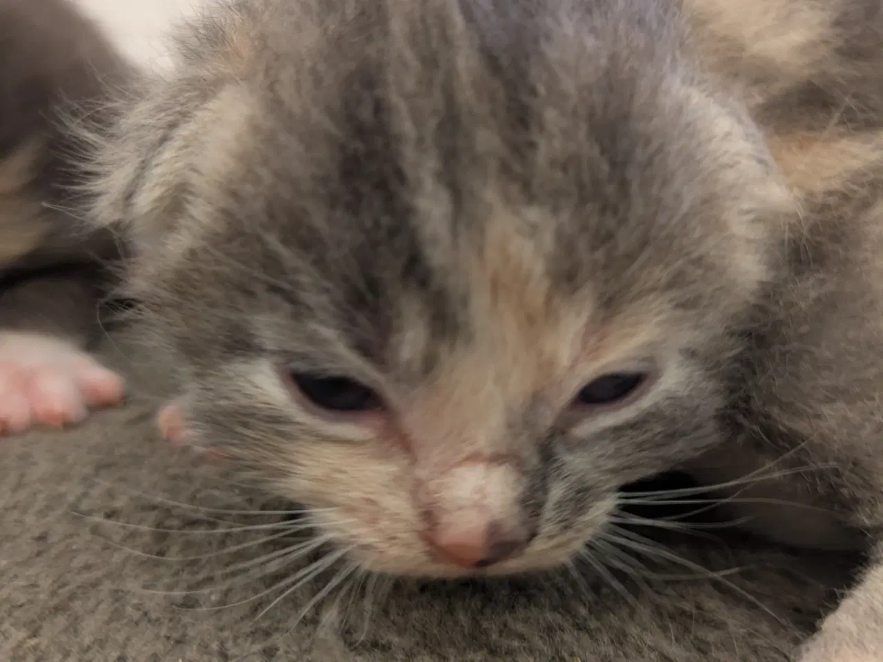 Billede 3 - Maine coon mix