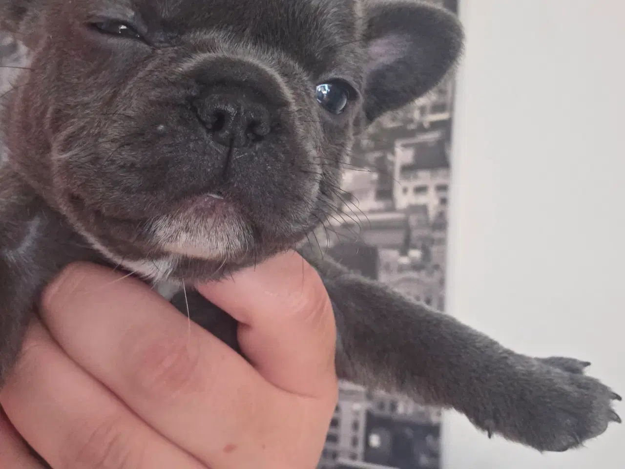 Billede 3 - Fransk Bulldog hvalpe 