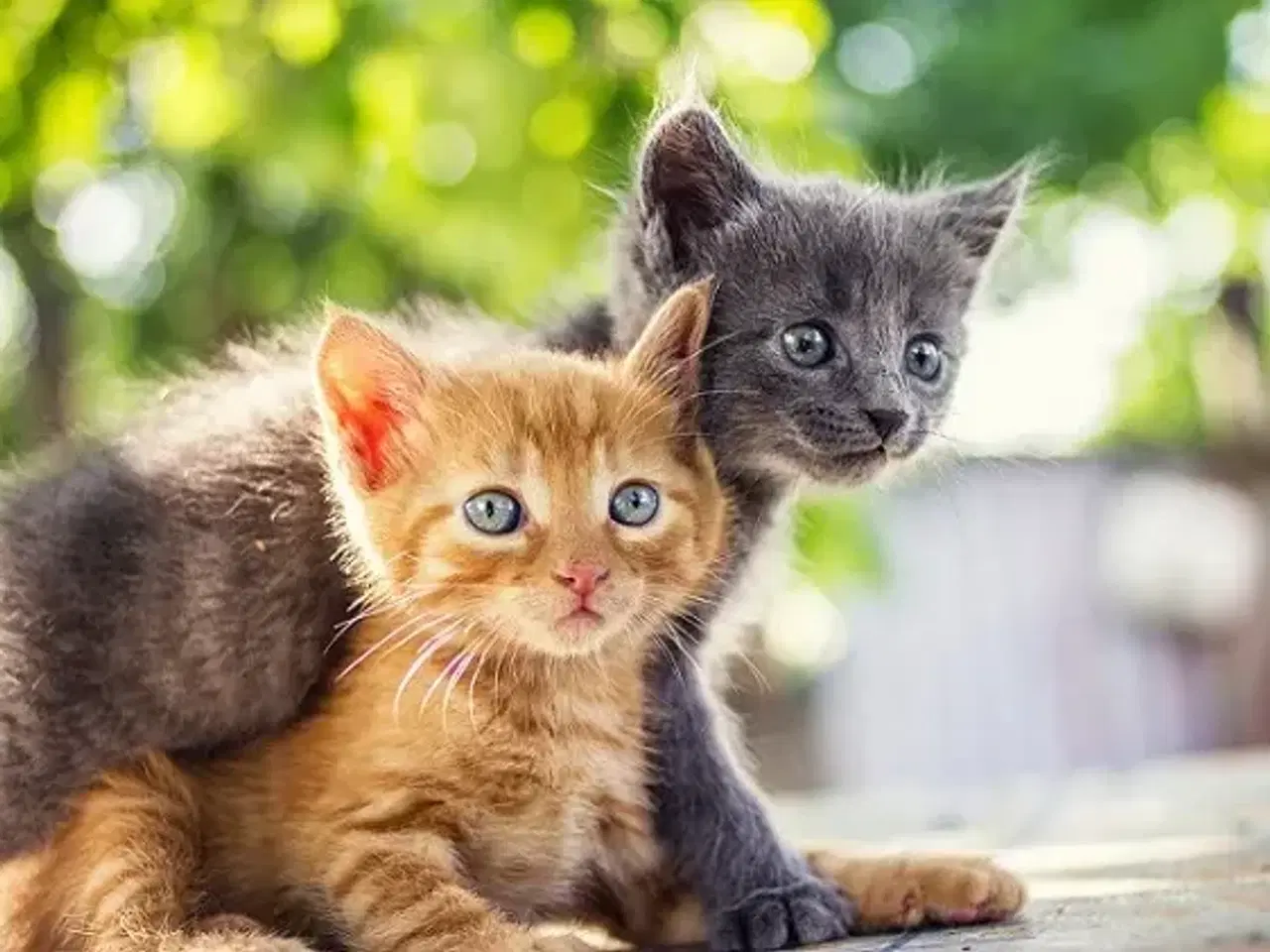 Billede 1 - Søger 2 han killinger