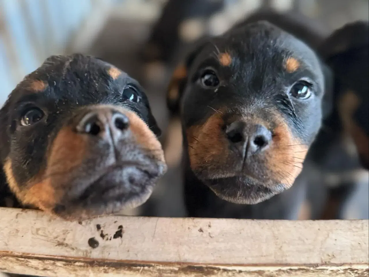 Billede 3 - De sødeste rotweiller hvalpe