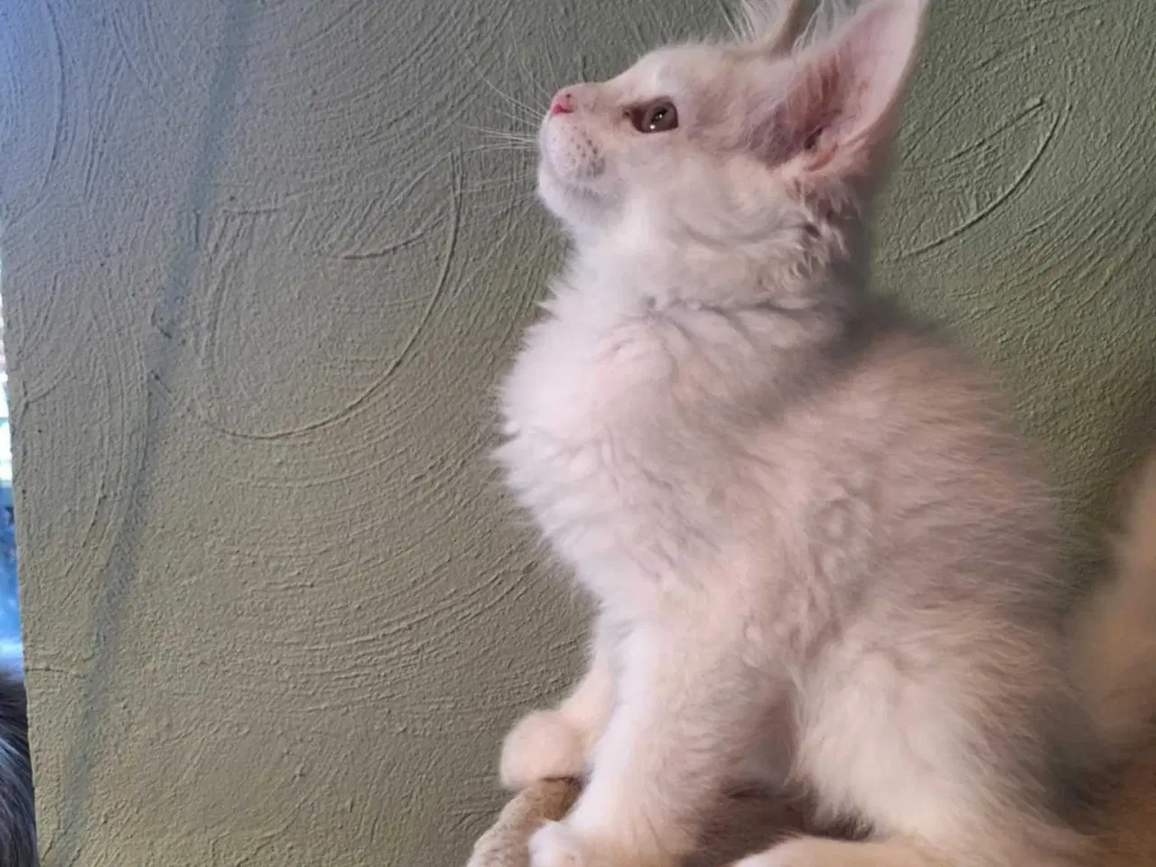 Billede 5 - Maine Coon killing m/stamtavle 