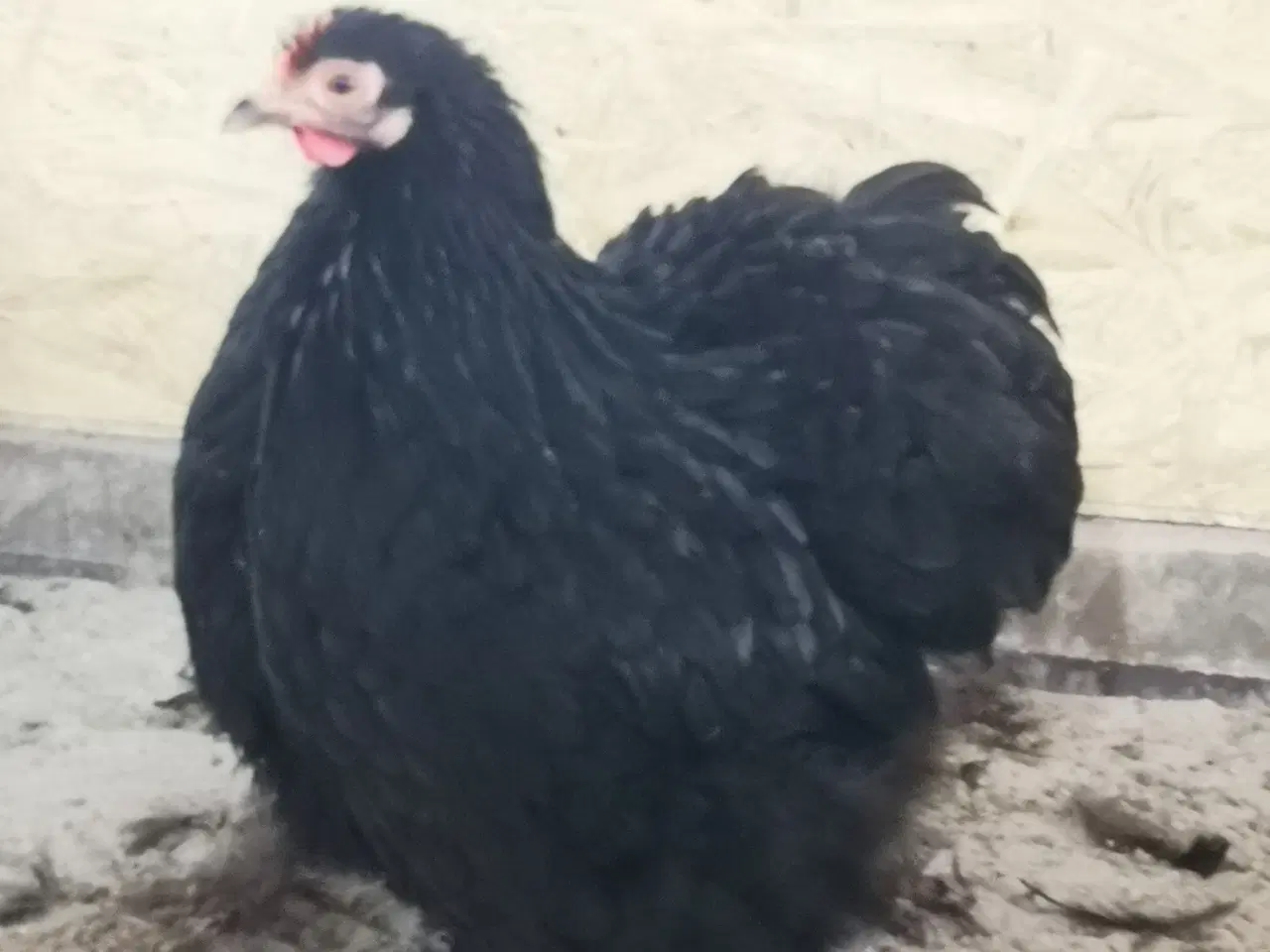 Billede 6 - Dværg kochin 