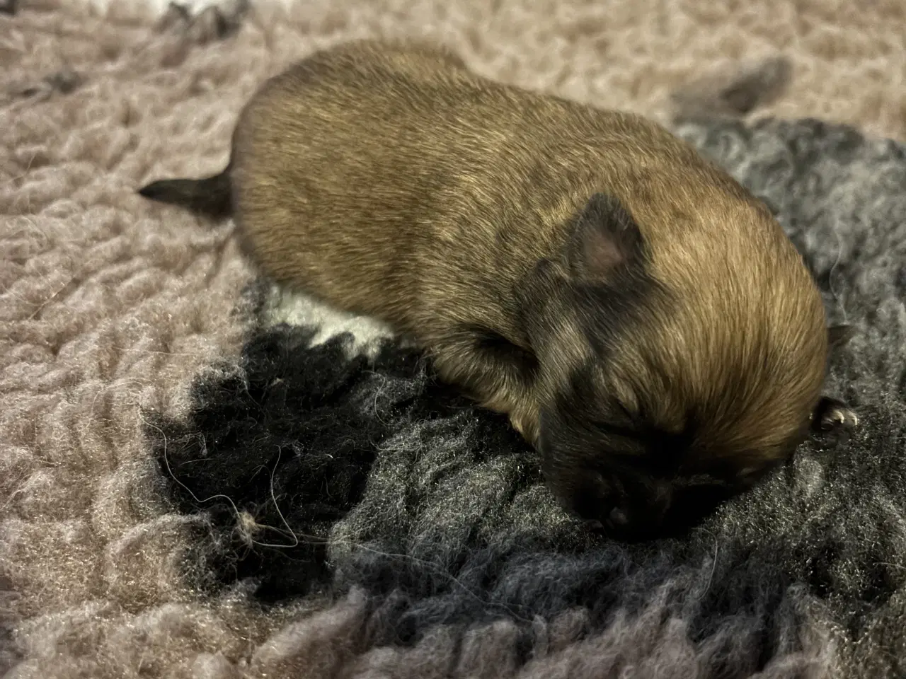 Billede 4 - Pomeranian hvalpe 4 drenge