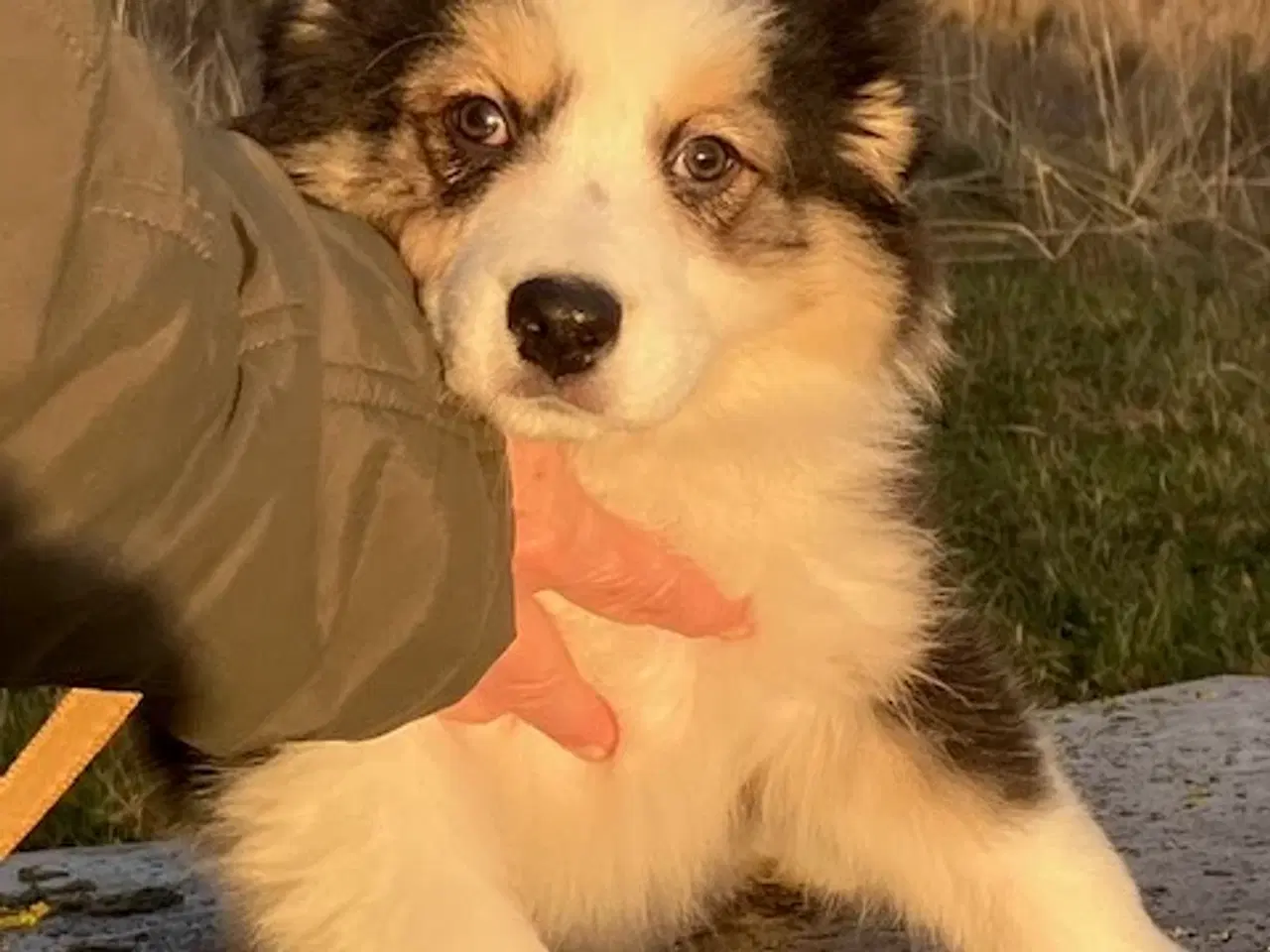 Billede 2 - Vera - Pragtfuld Australian Shepherd Hvalp