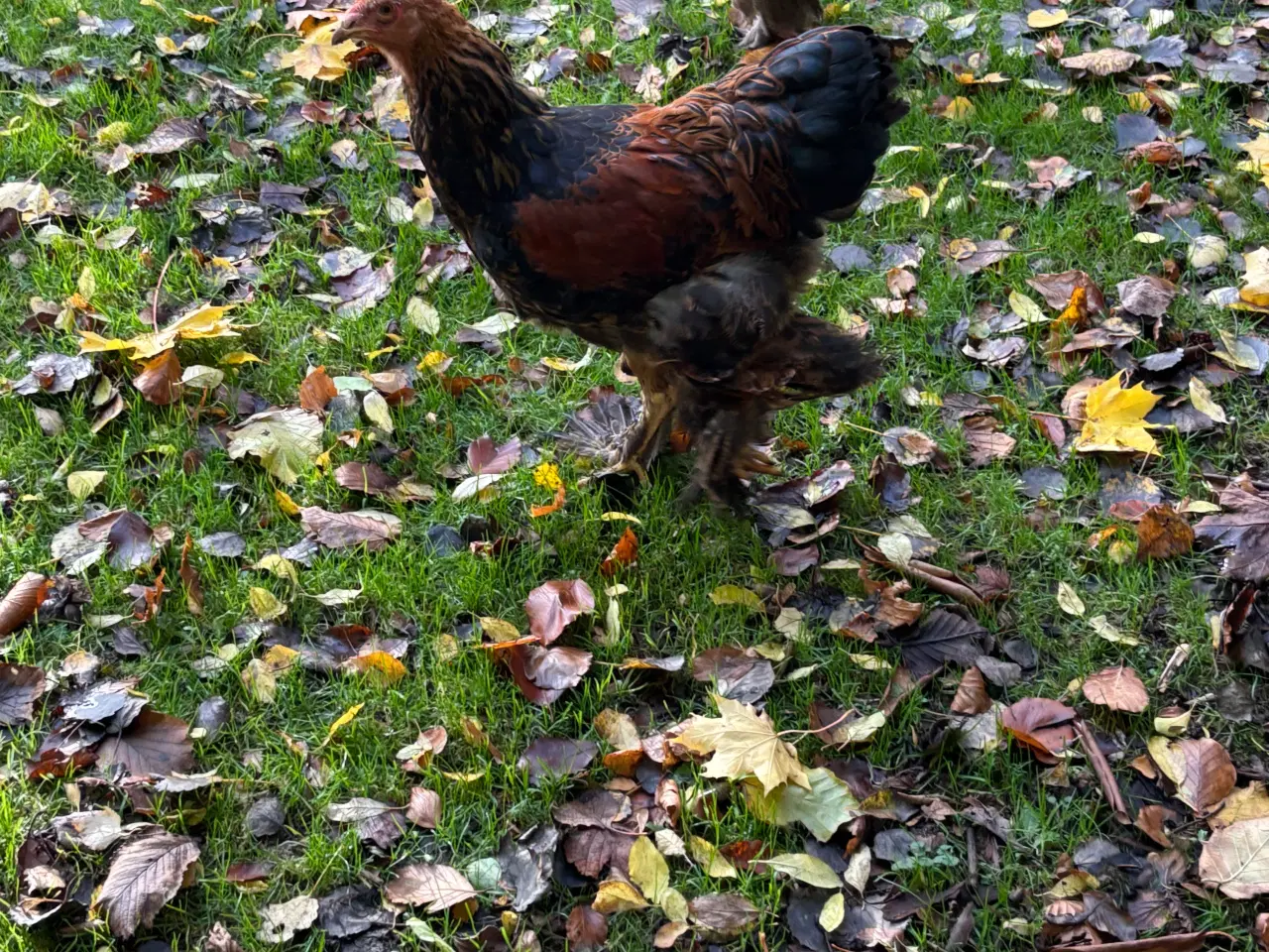 Billede 3 - Guld sort båndet brahma