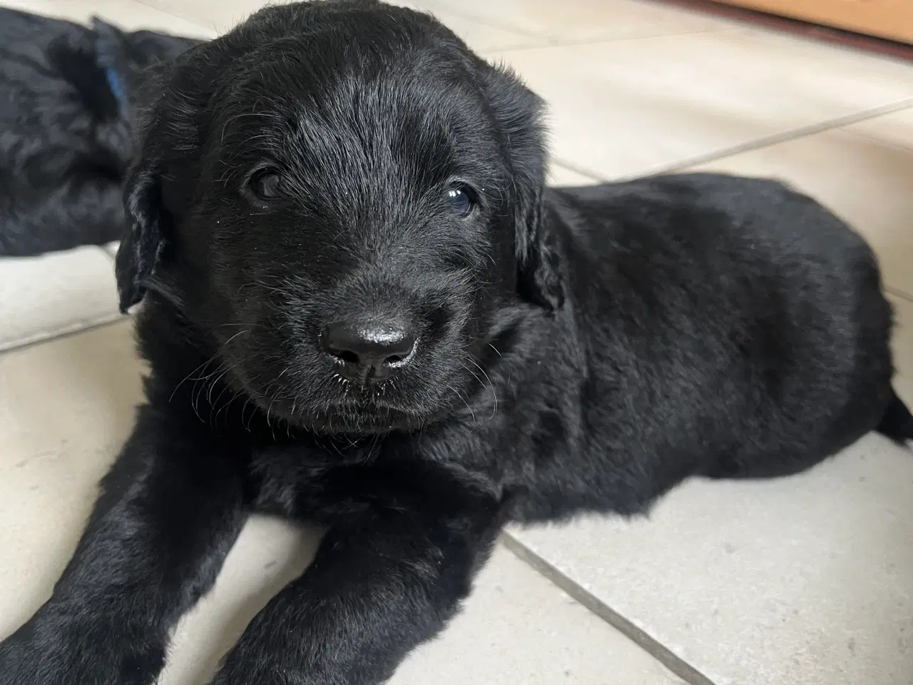 Billede 2 - Labradoodles hvalpe