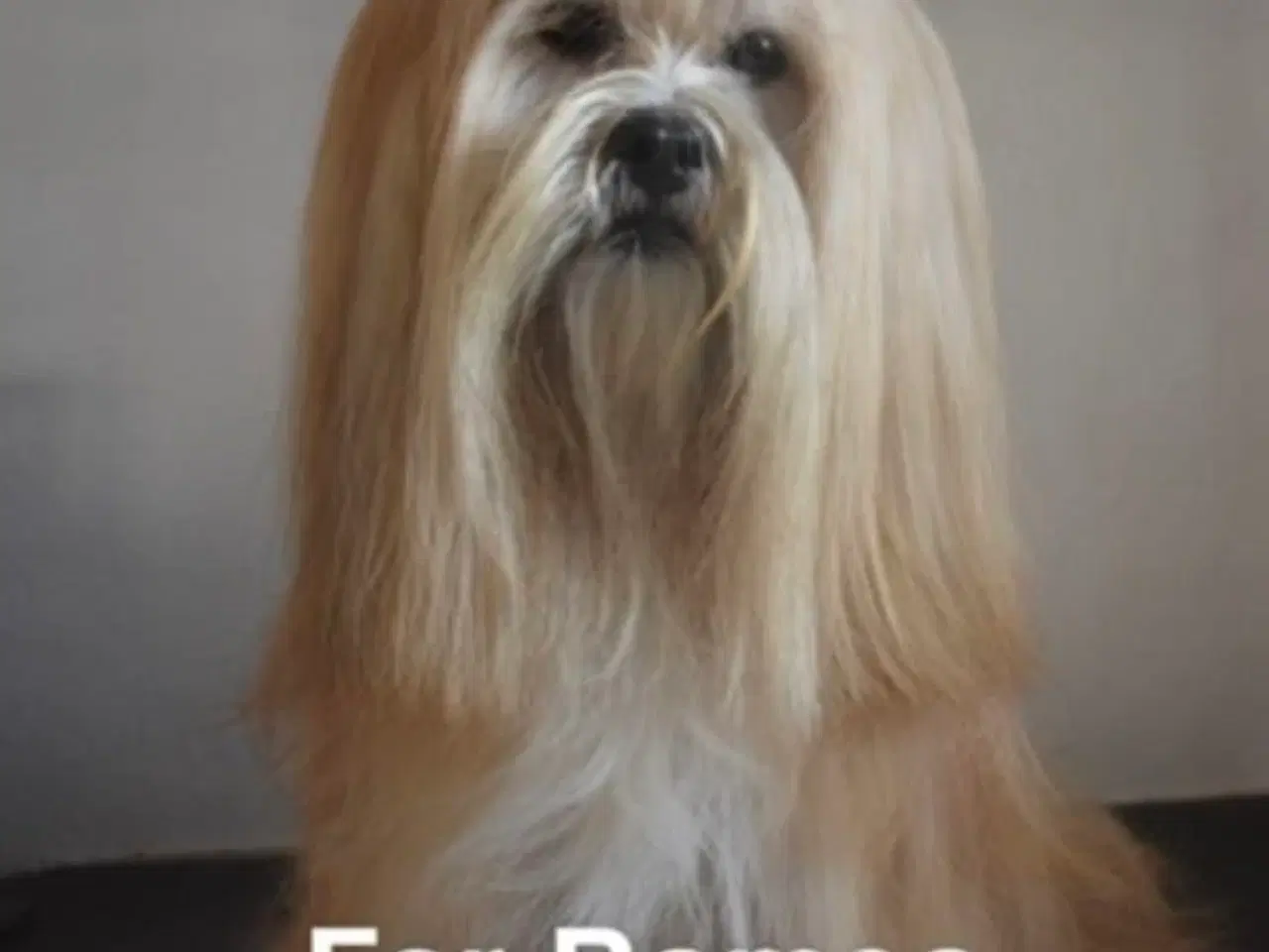 Billede 8 - Lhasa apso pige med stamtavle 