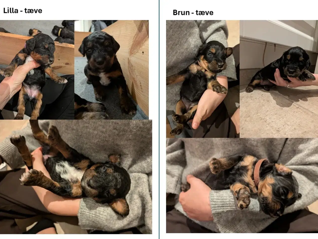 Billede 9 - Springer Doodle hvalpe