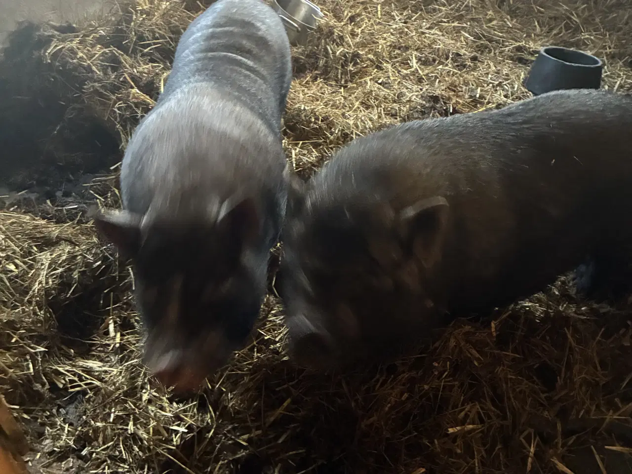 Billede 1 - Mini grise