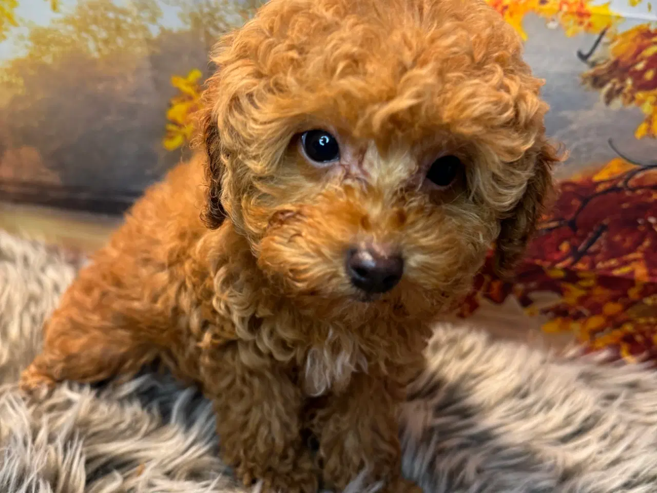 Billede 10 - Maltipoo  få rejseklar 