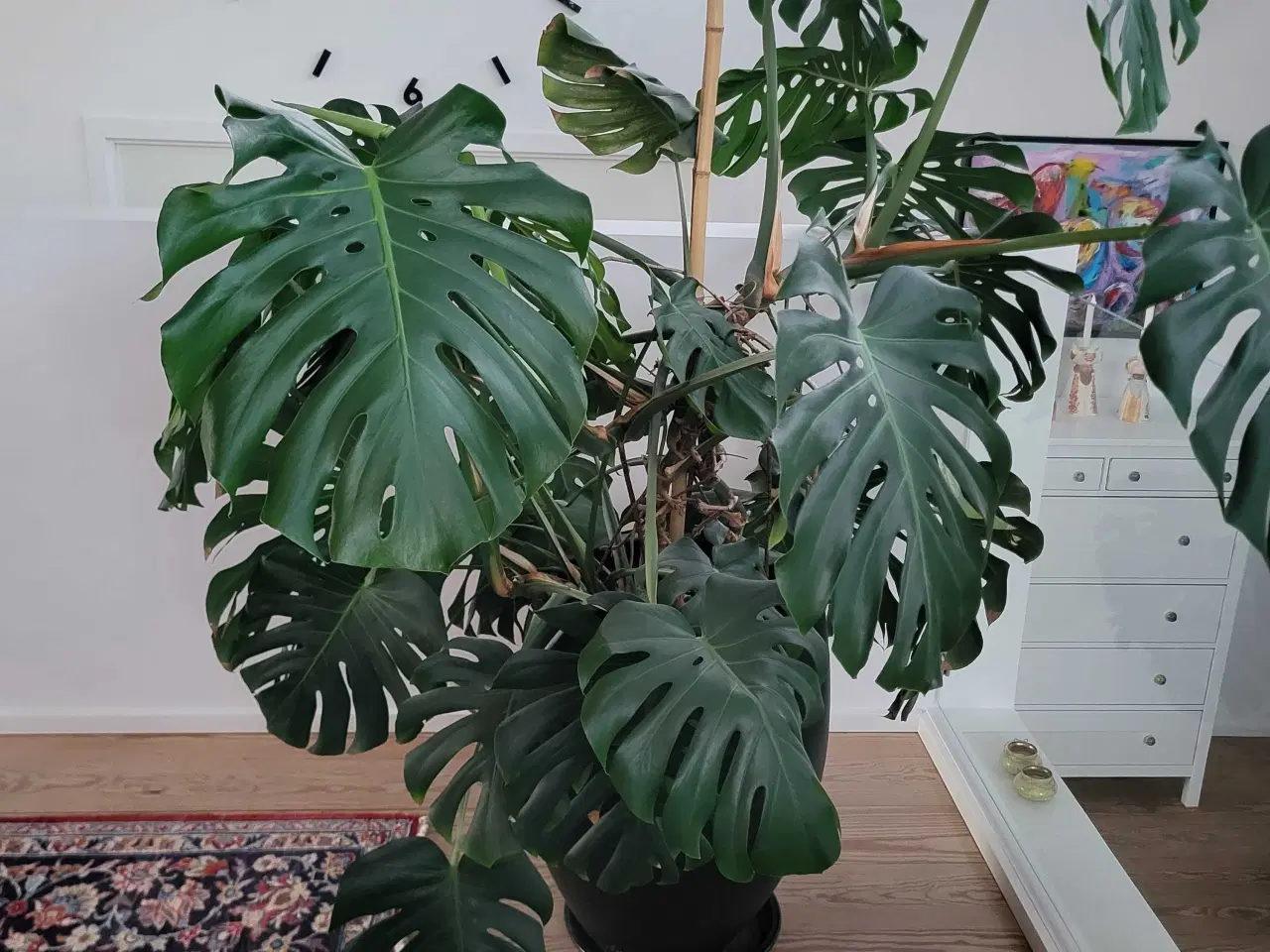 Billede 2 - Kæmpe Monstera Deliciosa