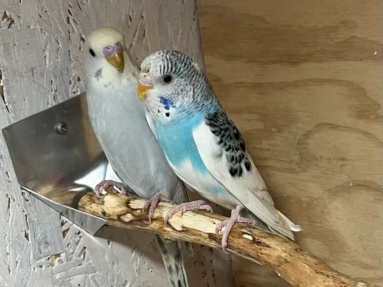 Billede 6 - Undulatunger 