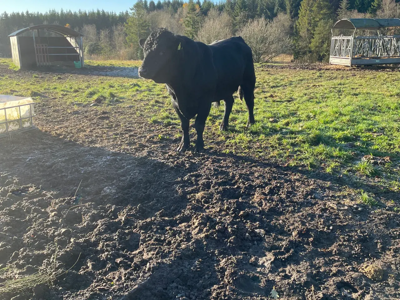 Billede 4 - Galloway x herford kvie.