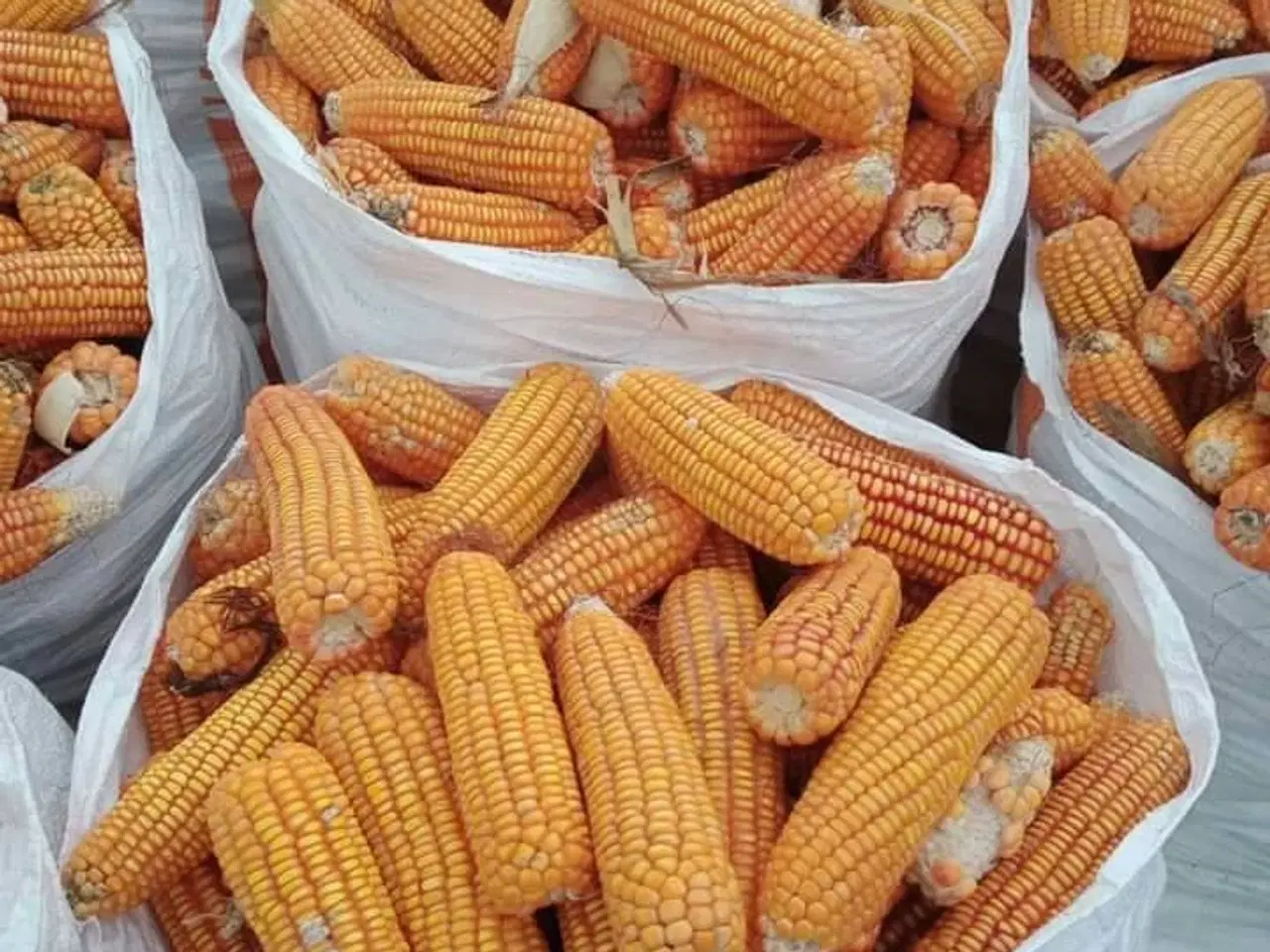 Billede 1 - Gul majs dyrket og forarbejdet med præcision