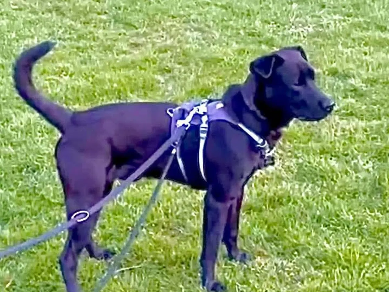 Billede 3 - Sødeste Bennie leder efter sin nye familie 💝🏡 