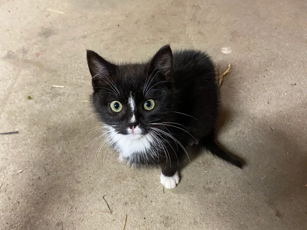 Billede 8 - Kattekillinger søger nyt hjem