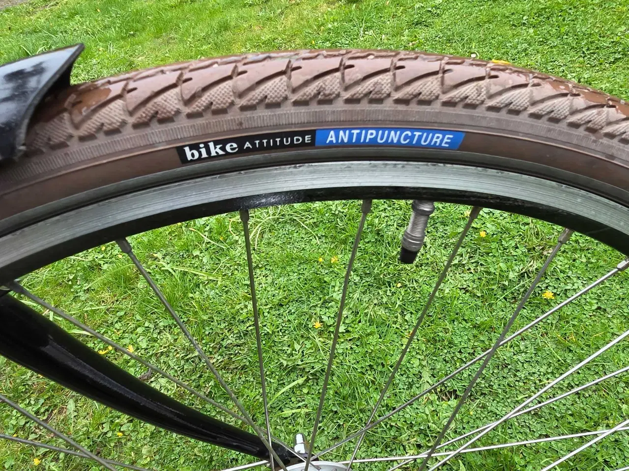 Billede 9 - EVERTON 53 cm 