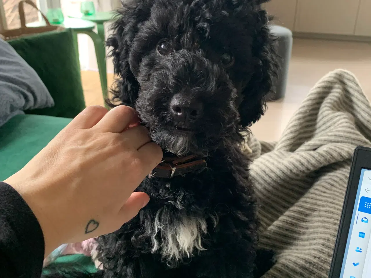 Billede 1 - Den sødeste puddelhvalp søger kærligt hjem