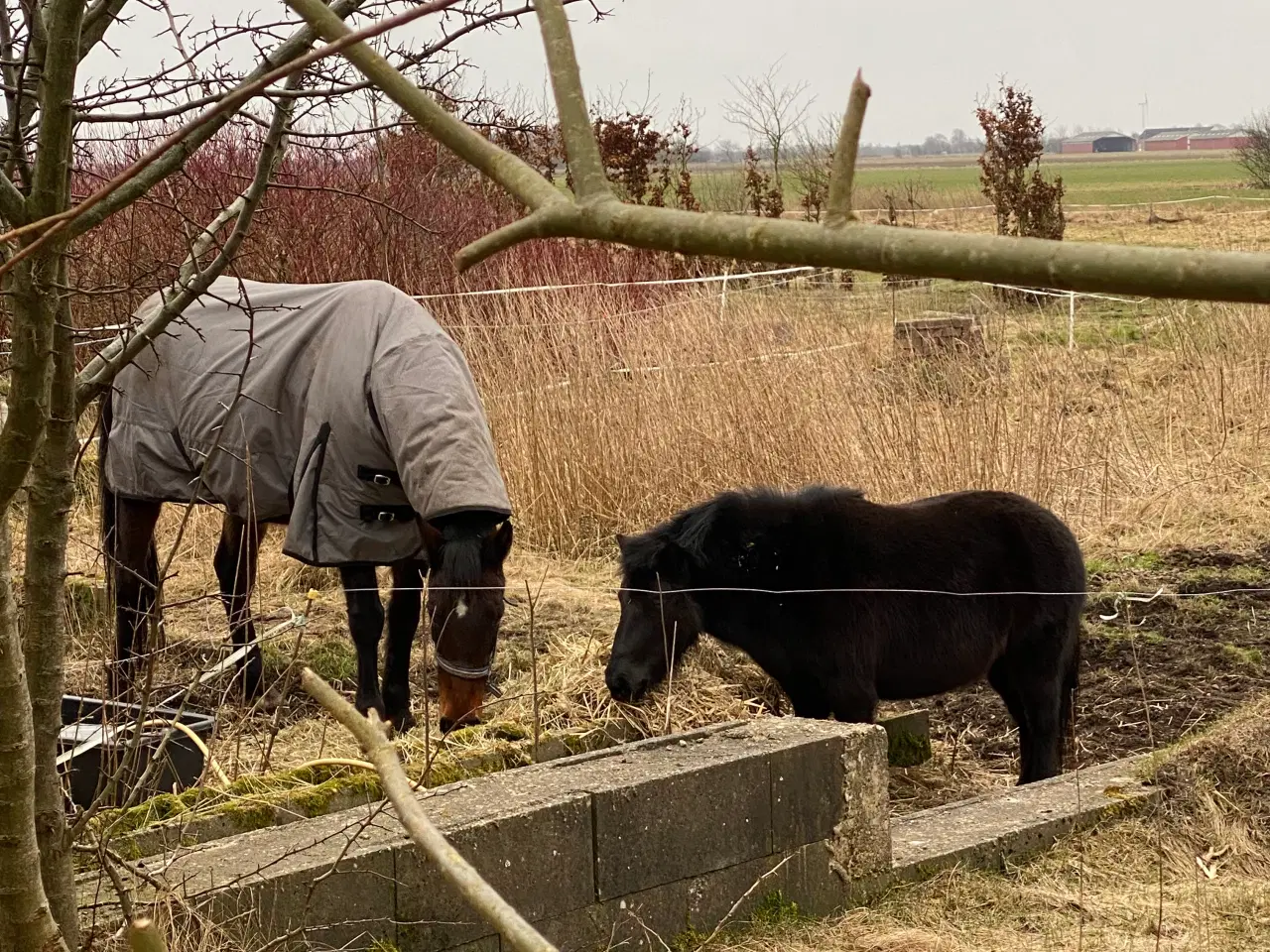 Billede 10 - 13 årig pensioneret traver hoppe/ hygge hest/