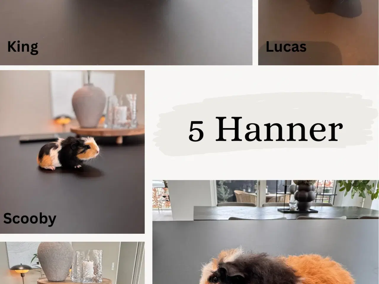 Billede 2 - Marsvin, Han unger 5 stk