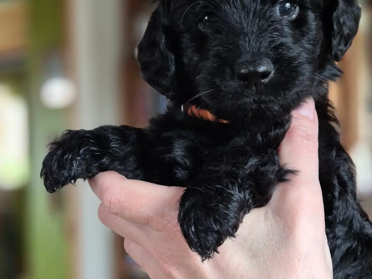 Billede 1 - Goldendoodle/dværgpuddel hvalpe