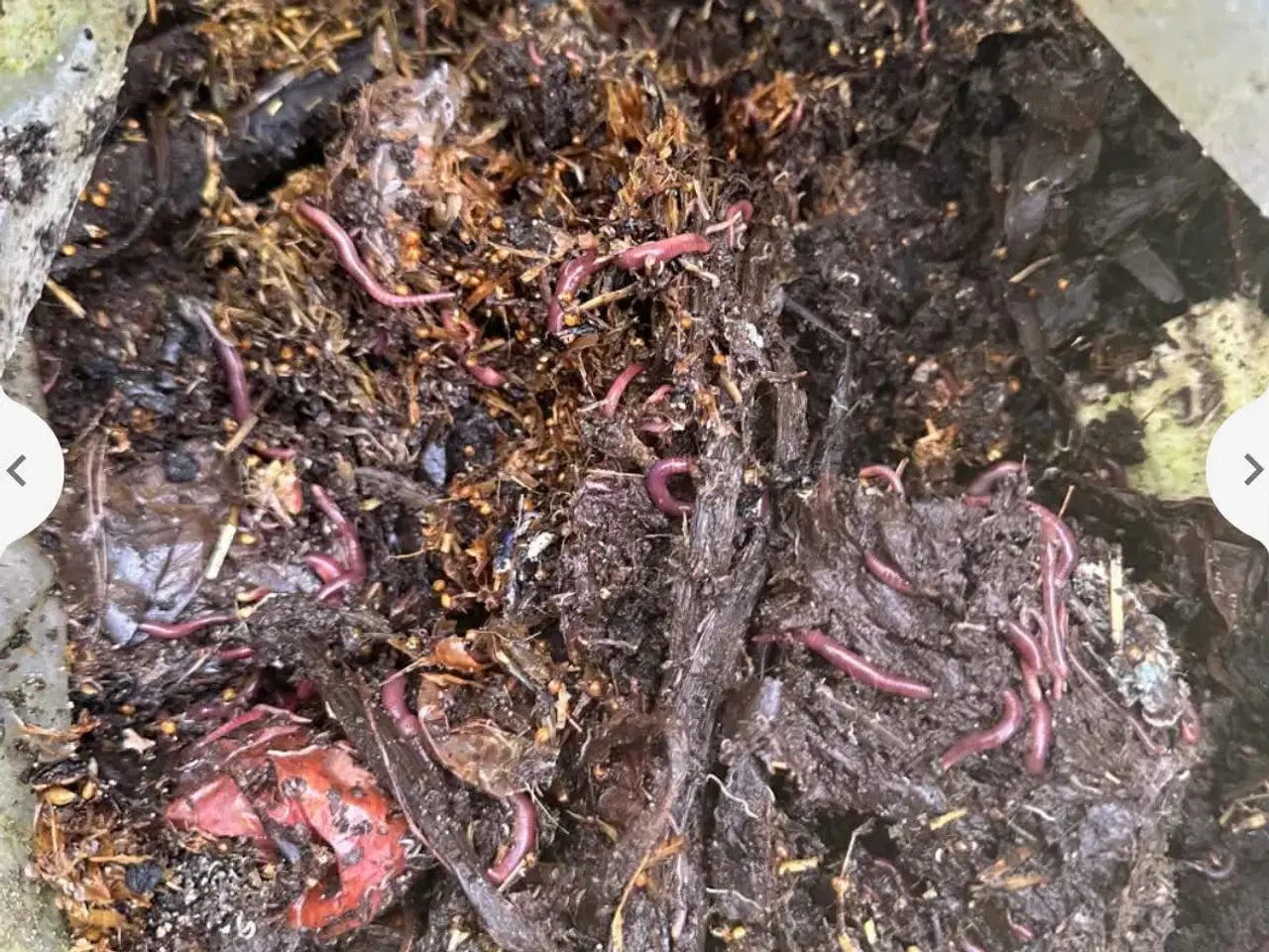 Billede 2 - Kompostorme, Rød regnorm, kompostorm