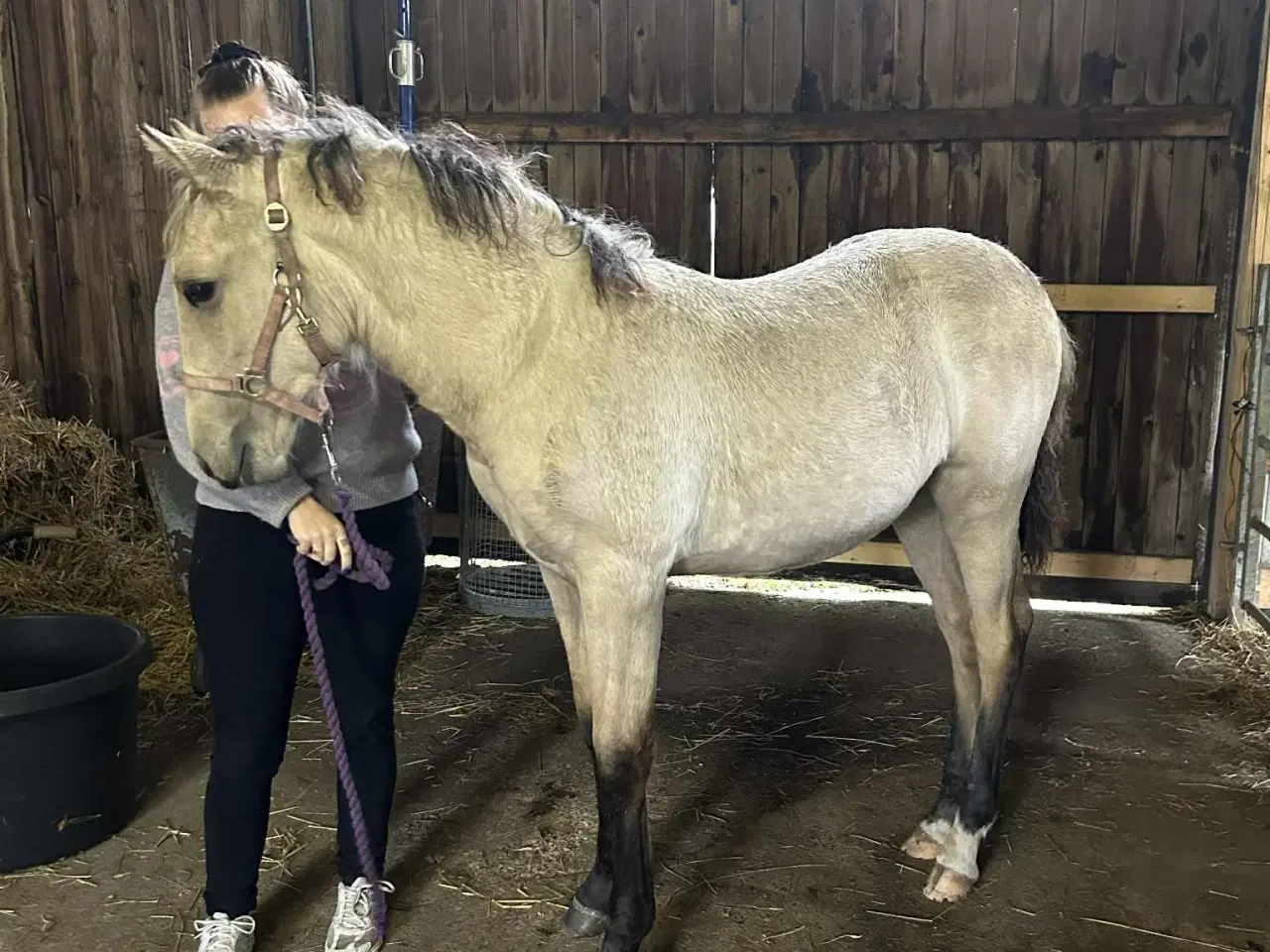Billede 3 - 🌟 buckskin-hoppeplag søger nyt hjem 🌟