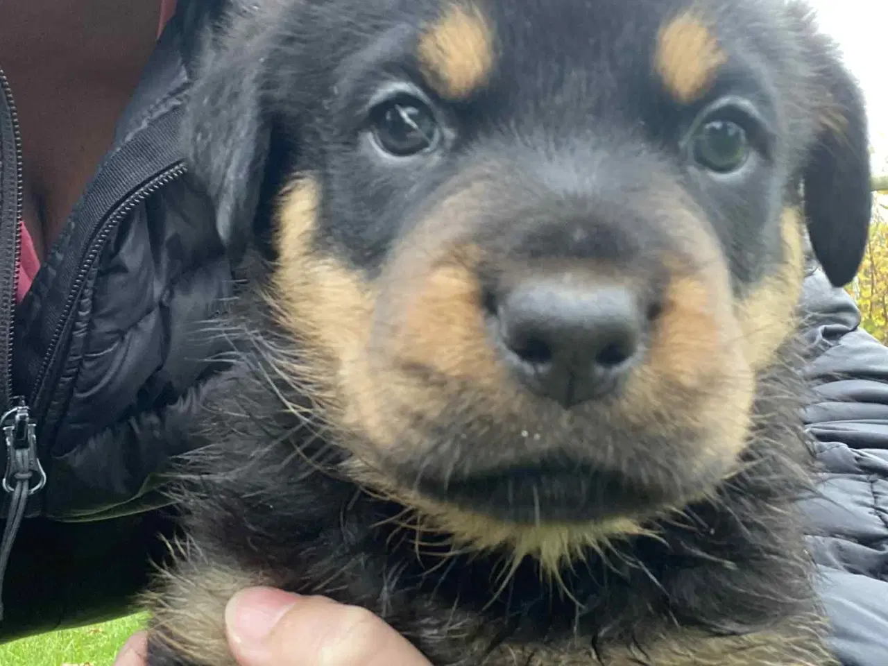 Billede 8 - Labweiler