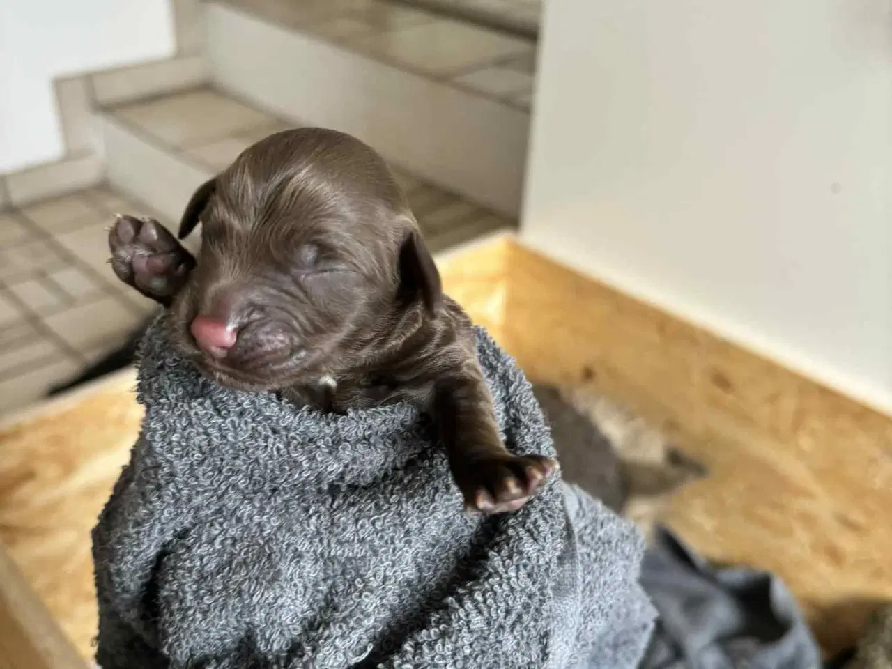 Billede 6 - Ft. Cockerspaniel hvalpe