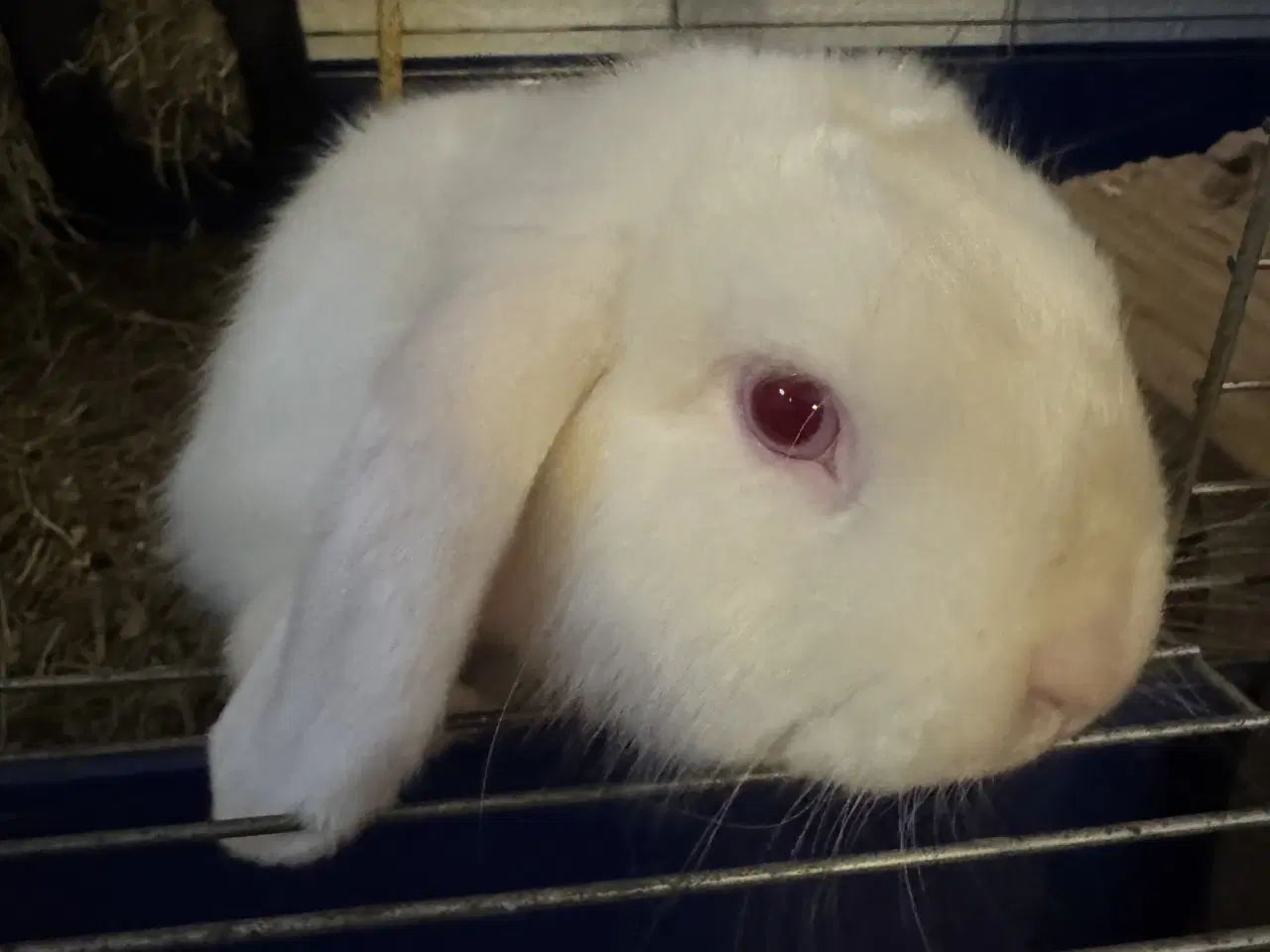 Billede 5 - Han kanin